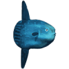 Mola Mola Safaris Icon